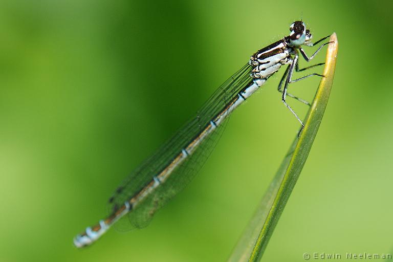 ENE-20100521-0228.jpg - [nl] Azuurwaterjuffer ( Coenagrion puella )[en] Azure Damselfly ( Coenagrion puella )